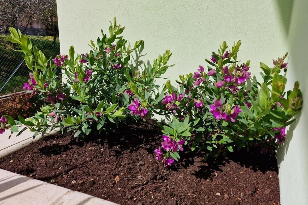 דירות טודי Casa Myrtifolia מראה חיצוני תמונה